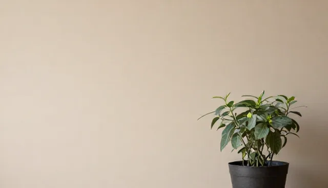 企业环境种苗供应中的技术应用关注点分析